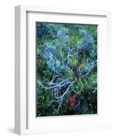 Sagebrush, Paintbrush, and Daisies, Sevier Plateau, Fishlake National Forest, Utah, USA-Scott T. Smith-Framed Photographic Print