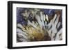 Sagenite Agate, Sammamish, Washington-Darrell Gulin-Framed Photographic Print