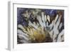 Sagenite Agate, Sammamish, Washington-Darrell Gulin-Framed Photographic Print