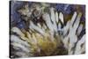 Sagenite Agate, Sammamish, Washington-Darrell Gulin-Stretched Canvas