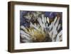 Sagenite Agate, Sammamish, Washington-Darrell Gulin-Framed Photographic Print