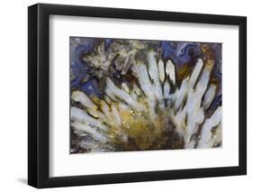 Sagenite Agate, Sammamish, Washington-Darrell Gulin-Framed Photographic Print