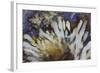 Sagenite Agate, Sammamish, Washington-Darrell Gulin-Framed Photographic Print