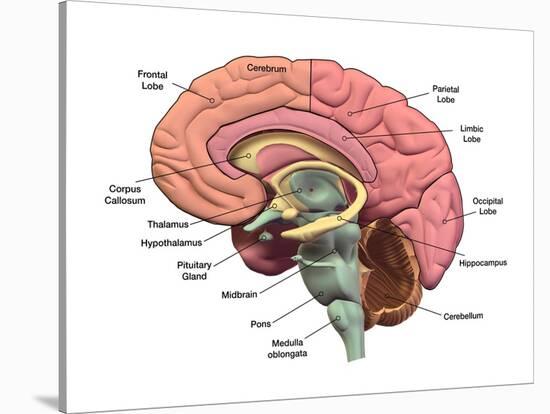 Sagital section of the human brain with regions and labels.-Hank Grebe-Stretched Canvas