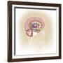 Sagittal View of Human Brain Showing the Limbic System-null-Framed Art Print