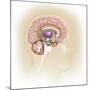 Sagittal View of Human Brain Showing the Limbic System-null-Mounted Art Print
