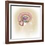 Sagittal View of Human Brain Showing the Limbic System-null-Framed Art Print