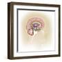 Sagittal View of Human Brain Showing the Limbic System-null-Framed Art Print