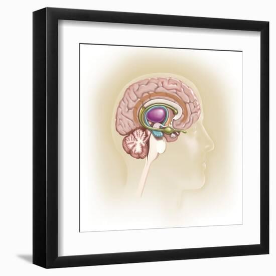 Sagittal View of Human Brain Showing the Limbic System-null-Framed Art Print