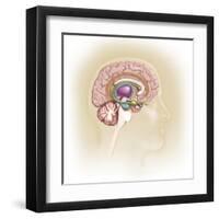 Sagittal View of Human Brain Showing the Limbic System-null-Framed Art Print