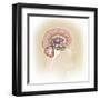 Sagittal View of Human Brain Showing the Limbic System-null-Framed Art Print