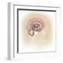 Sagittal View of Human Brain Showing the Limbic System-null-Framed Art Print