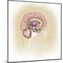 Sagittal View of Human Brain Showing the Limbic System-null-Mounted Art Print