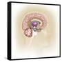 Sagittal View of Human Brain Showing the Limbic System-null-Framed Stretched Canvas