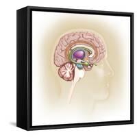 Sagittal View of Human Brain Showing the Limbic System-null-Framed Stretched Canvas