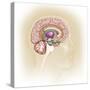 Sagittal View of Human Brain Showing the Limbic System-null-Stretched Canvas