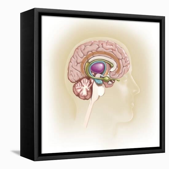 Sagittal View of Human Brain Showing the Limbic System-null-Framed Stretched Canvas