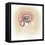 Sagittal View of Human Brain Showing the Limbic System-null-Framed Stretched Canvas