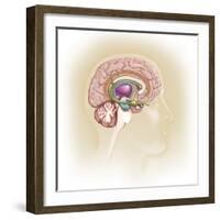 Sagittal View of Human Brain Showing the Limbic System-null-Framed Art Print