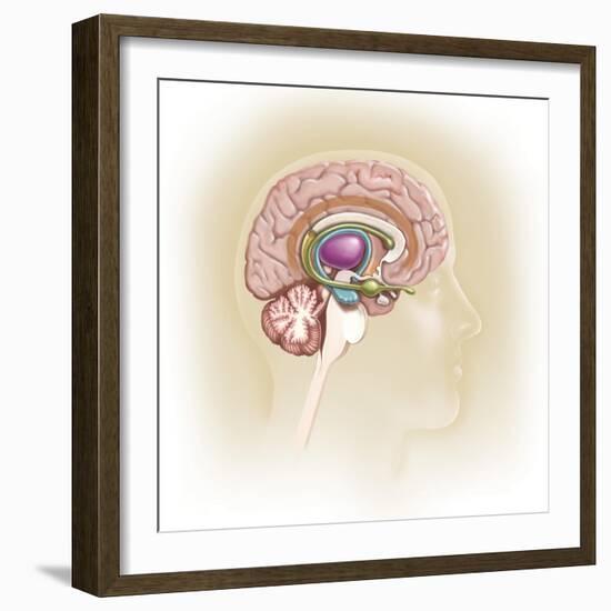 Sagittal View of Human Brain Showing the Limbic System-null-Framed Art Print