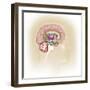 Sagittal View of Human Brain Showing the Limbic System-null-Framed Art Print