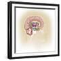 Sagittal View of Human Brain Showing the Limbic System-null-Framed Art Print