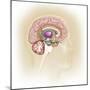 Sagittal View of Human Brain Showing the Limbic System-null-Mounted Art Print