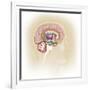 Sagittal View of Human Brain Showing the Limbic System-null-Framed Art Print