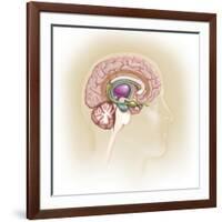Sagittal View of Human Brain Showing the Limbic System-null-Framed Art Print