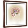 Sagittal View of Human Brain Showing the Limbic System-null-Framed Art Print