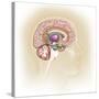 Sagittal View of Human Brain Showing the Limbic System-null-Stretched Canvas