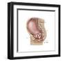 Sagittal View of Pregnant Uterus Showing Displaced Pelvic Organs-null-Framed Art Print