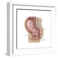 Sagittal View of Pregnant Uterus Showing Displaced Pelvic Organs-null-Framed Art Print