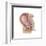 Sagittal View of Pregnant Uterus Showing Displaced Pelvic Organs-null-Framed Art Print