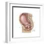 Sagittal View of Pregnant Uterus Showing Displaced Pelvic Organs-null-Framed Art Print