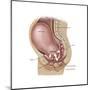 Sagittal View of Pregnant Uterus Showing Displaced Pelvic Organs-null-Mounted Art Print