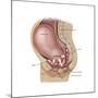 Sagittal View of Pregnant Uterus Showing Displaced Pelvic Organs-null-Mounted Art Print