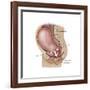 Sagittal View of Pregnant Uterus Showing Displaced Pelvic Organs-null-Framed Art Print