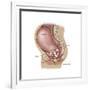 Sagittal View of Pregnant Uterus Showing Displaced Pelvic Organs-null-Framed Art Print