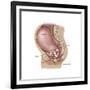 Sagittal View of Pregnant Uterus Showing Displaced Pelvic Organs-null-Framed Art Print