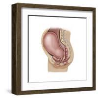 Sagittal View of Pregnant Uterus Showing Displaced Pelvic Organs-null-Framed Art Print