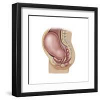 Sagittal View of Pregnant Uterus Showing Displaced Pelvic Organs-null-Framed Art Print