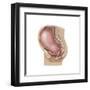 Sagittal View of Pregnant Uterus Showing Displaced Pelvic Organs-null-Framed Art Print