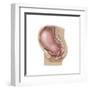 Sagittal View of Pregnant Uterus Showing Displaced Pelvic Organs-null-Framed Art Print