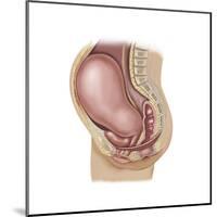 Sagittal View of Pregnant Uterus Showing Displaced Pelvic Organs-null-Mounted Art Print