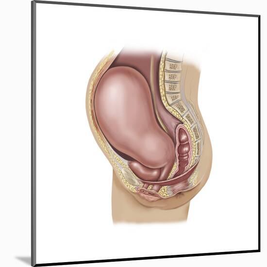 Sagittal View of Pregnant Uterus Showing Displaced Pelvic Organs-null-Mounted Art Print