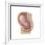 Sagittal View of Pregnant Uterus Showing Displaced Pelvic Organs-null-Framed Art Print