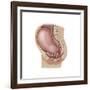 Sagittal View of Pregnant Uterus Showing Displaced Pelvic Organs-null-Framed Art Print