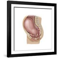 Sagittal View of Pregnant Uterus Showing Displaced Pelvic Organs-null-Framed Art Print