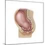 Sagittal View of Pregnant Uterus Showing Displaced Pelvic Organs-null-Mounted Art Print